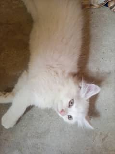 Persian kitten for sale