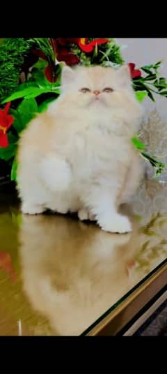 Persian kitten | triple long coated Kittens |  03407399480 WhatsApp