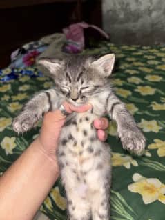 Kitten half Persian