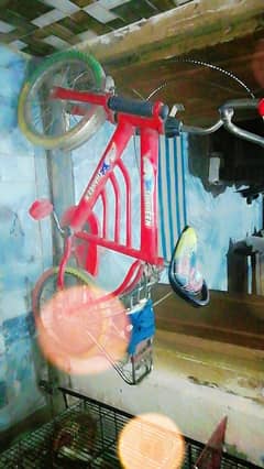parrot