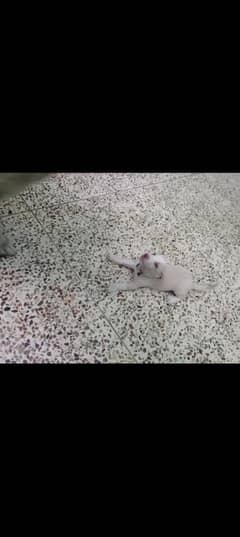 friendly puppy