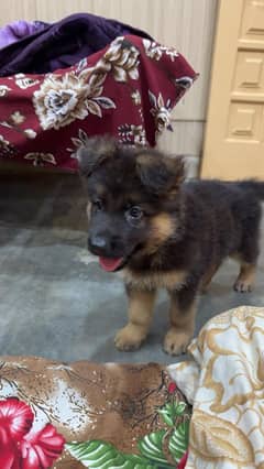German shepherd male puppy for sale