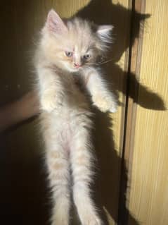 Persian