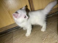 Persian Cats
