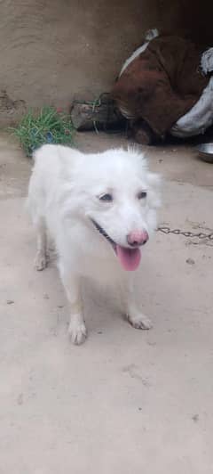 healthy and flay full dog  avilable