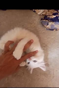 Persian