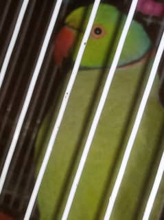 For sale talking paroat