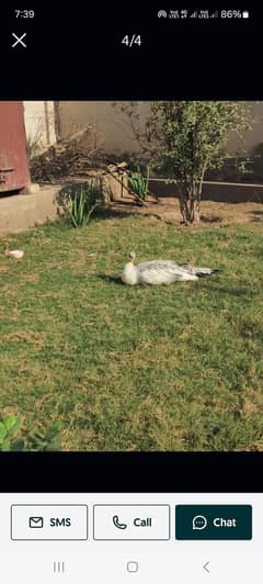 Black shoulder breeder peahen