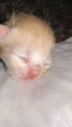 Male kitten