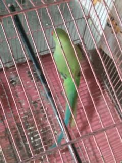 green bird