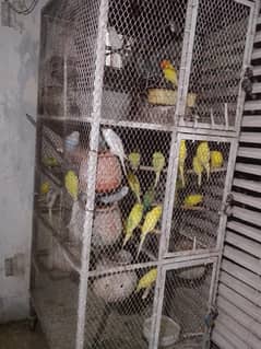 Australian pariot