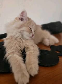 Kitten