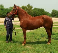 tharu breed female for sale