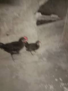 australorp chicks
