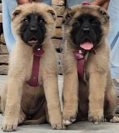 Kurdish kangal security dog 2 month pair for sale heavy bone