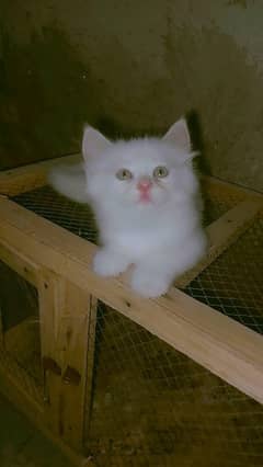 Persian cat for sale male or my WhatsApp 0370=36=50=874