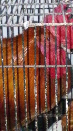 murga and murgi sale urgent price 5 hazar contact number 0309 4561277