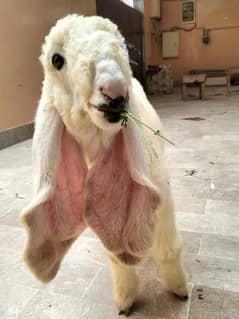 dumba sheep kajla mundra larkana ablack noorpuri