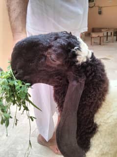 dumba sheep kajla mundra larkana ablack noorpuri