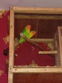 love bird pair forslae healthy and active pair egg dya ha