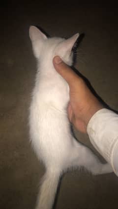 Persian cat