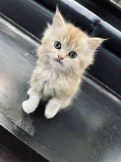 Persian Kitten for Sale