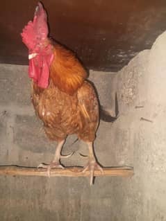 golden misri