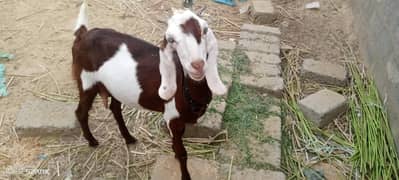 healthy active khobsurat breed ke leye 03222003096