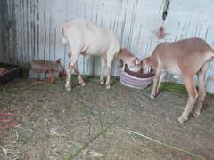 dumba or dumbi for sale 03330203898