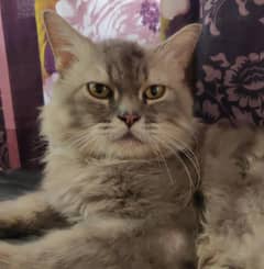 Persian male cat