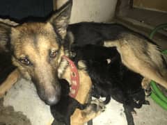 German shepherd breed dog 1.5 months old and onlu 10000rs only watssap