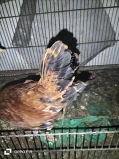 Misril & Aseel murghi with 2 chick