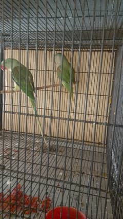 raw for sale pair talking