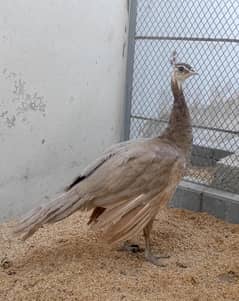 cameo Female