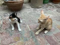 Pair of Indian breed kitten