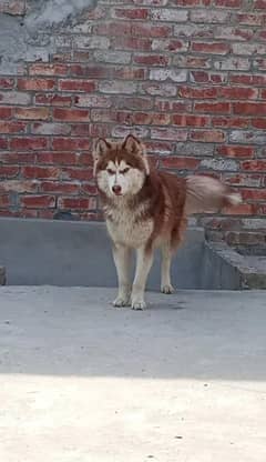husky male for sale one year old oud eyes