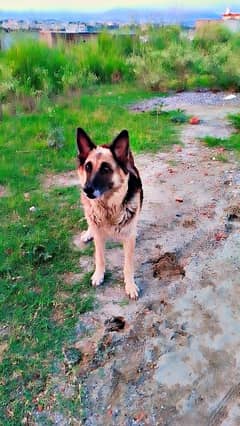 pure German shepherd
