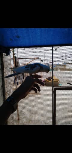 cocktail for sale My Whatapp Number 03408394687