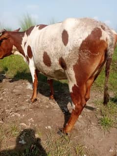 cow