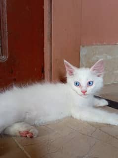 White colour persian