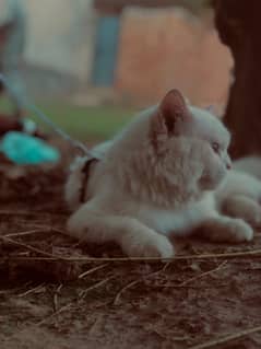 persian cat