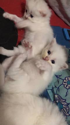 Persian Baby Cats White and Black