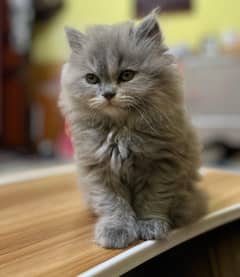 Persian kittens available