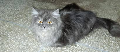 Russian Cat