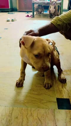 American pitbull male