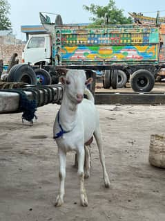 Teddy bakra