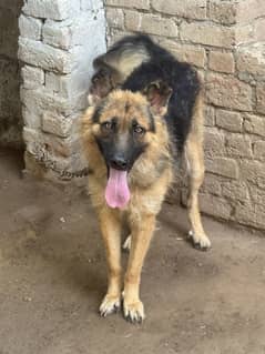 German shephered male dog