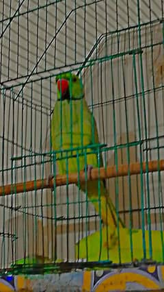 18 month age khata parrot 