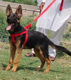 alsheision bhagyary male age 4  month sequrty train for sale