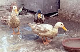 ducks